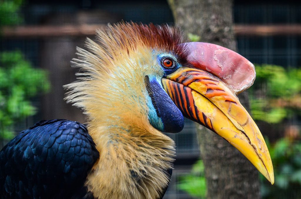 Sulawesi Wrinkled Hornbill