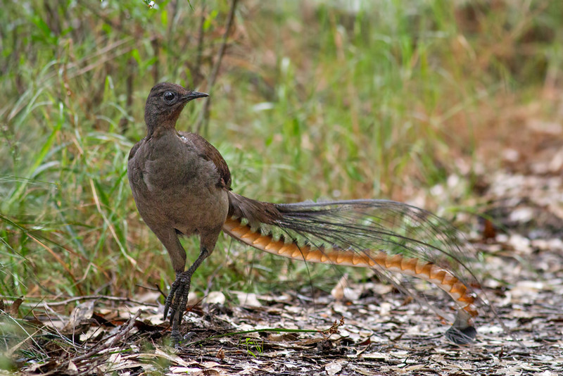 Superb lyrebird birds