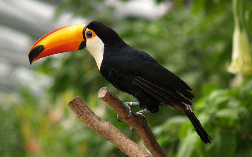 Toco Toucan