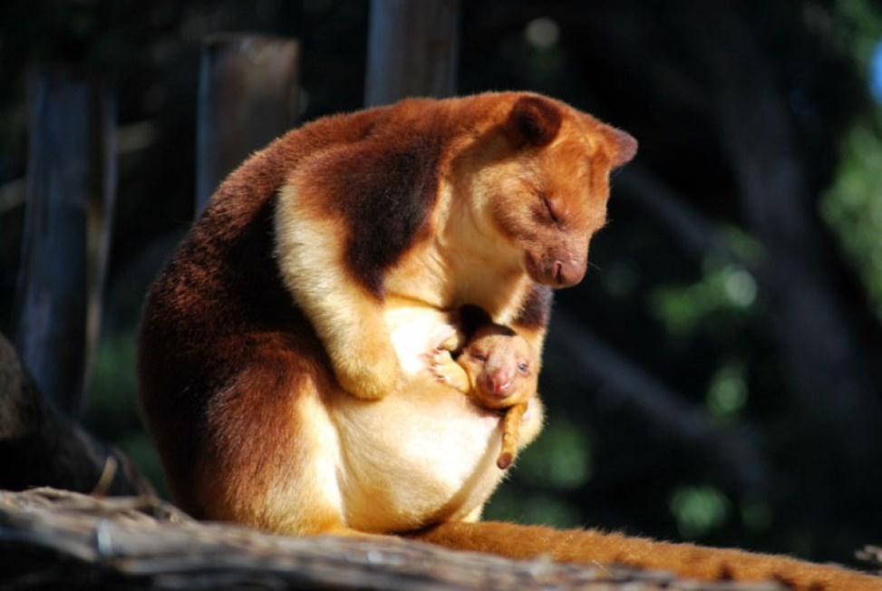 Tree-kangaroo