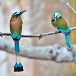 Turquoise browed motmot birds with long tails