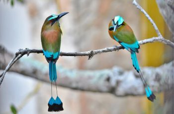 Turquoise browed motmot birds with long tails