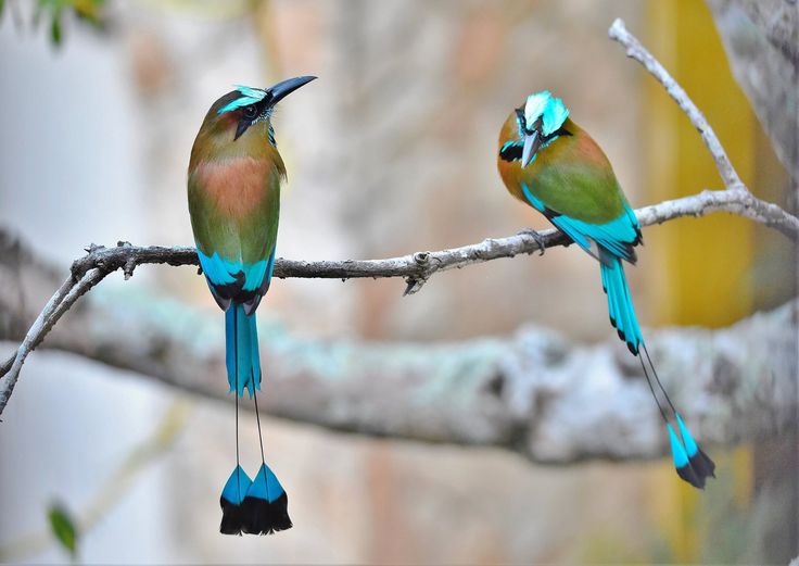 Turquoise browed motmot birds with long tails