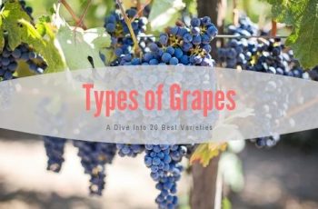 Types of Grapes