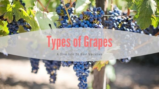 Types of Grapes