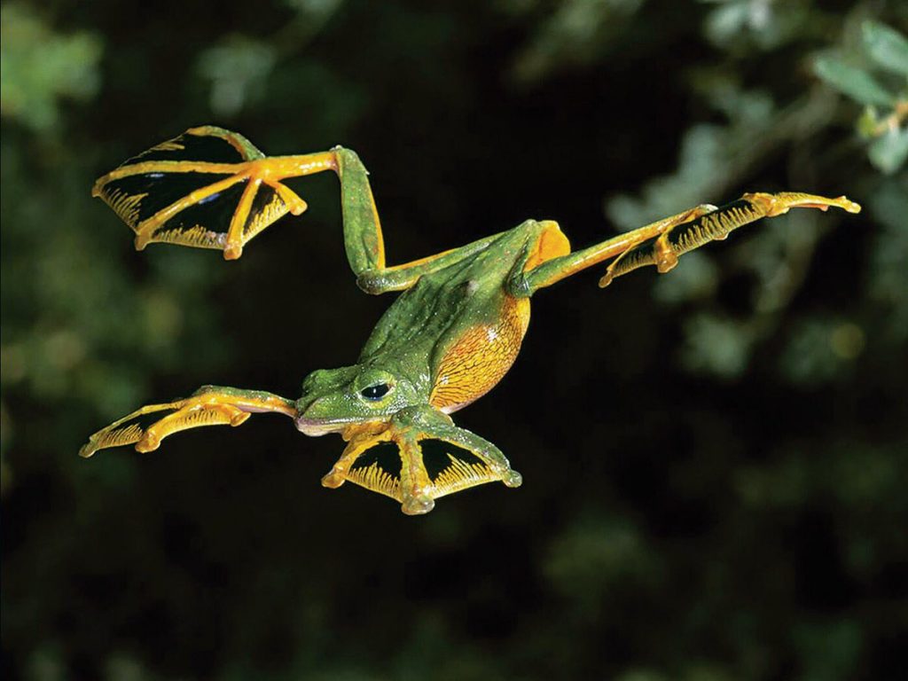 Wallace's Flying Frog