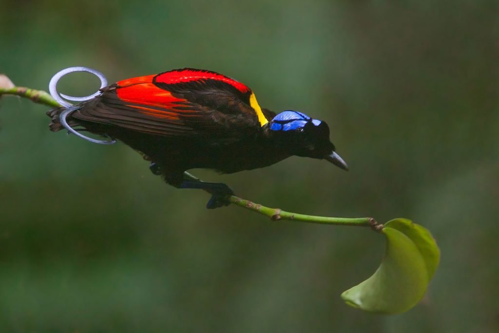 Wilson's bird of paradise