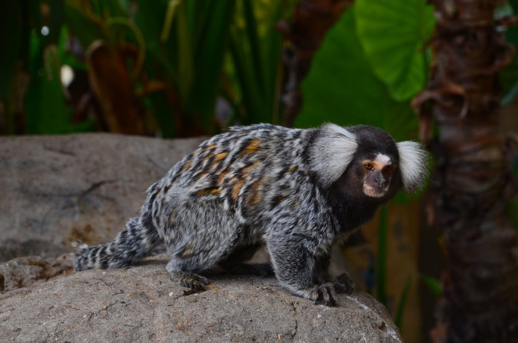 Marmoset Africa