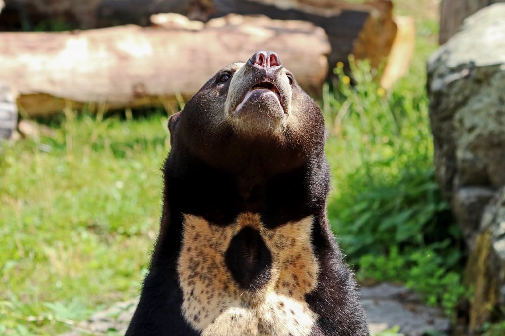 Malayan Sun Bear