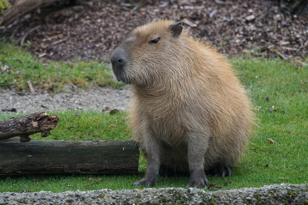 Capybara