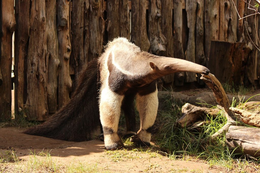 Giant Anteater