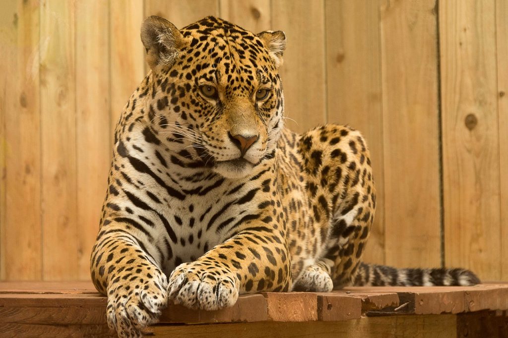 Jaguar