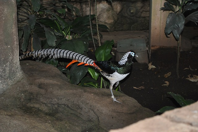 Lady Amherst’s pheasant birds