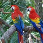 scarlet macaw