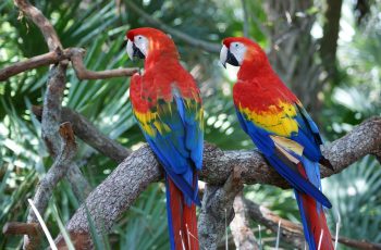 scarlet macaw