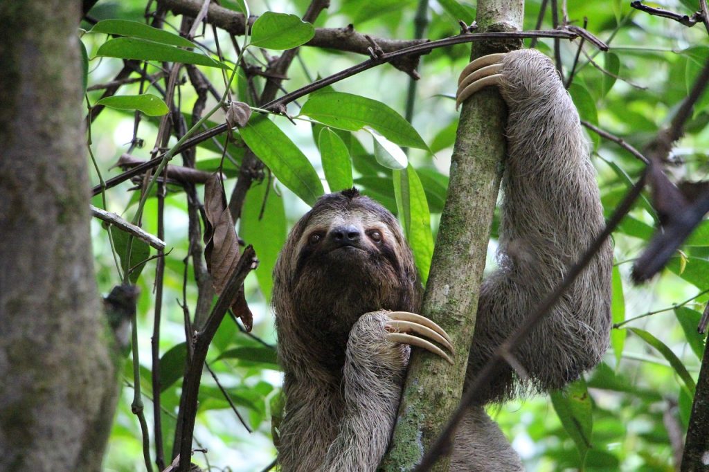 Brown Throated Three Toed Sloth