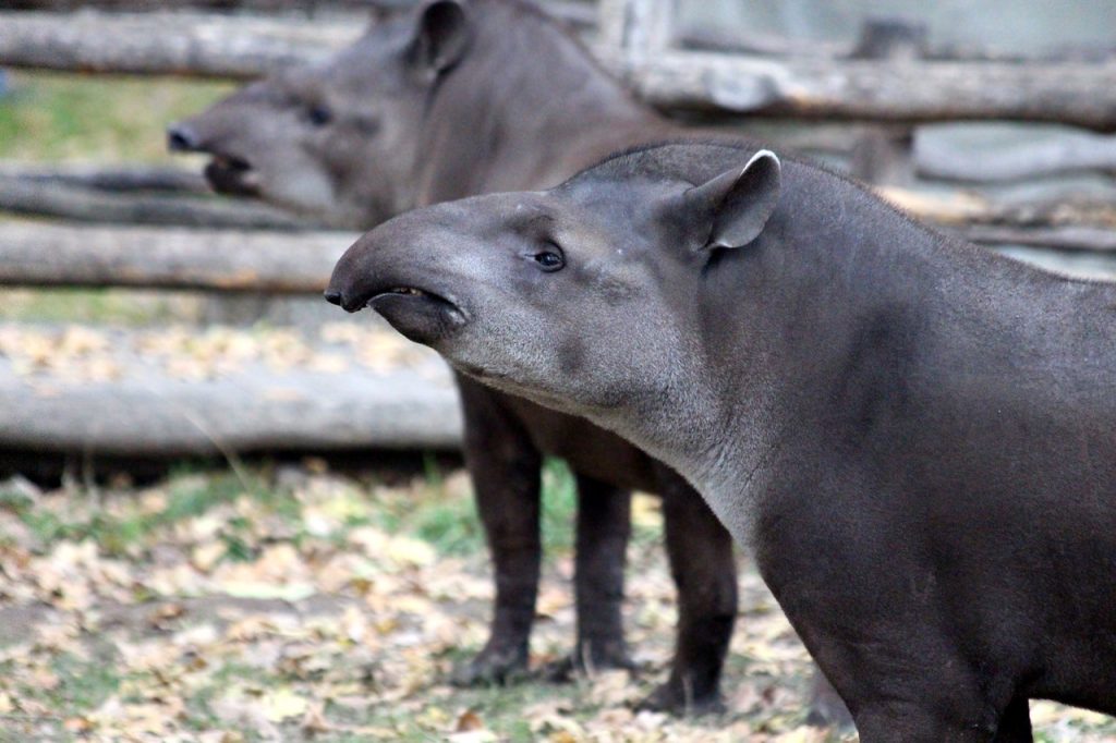 Tapir