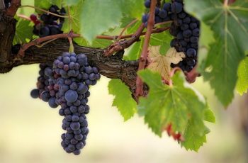 types of grapes varieties