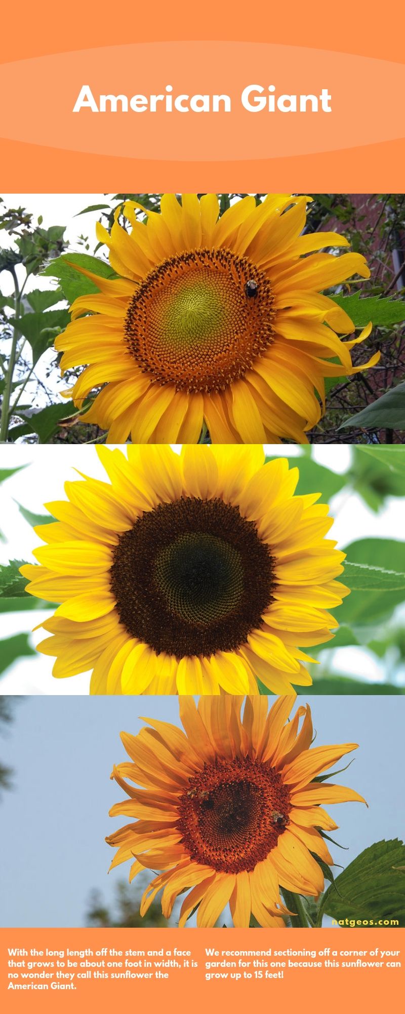 With the long length off the stem and a face that grows to be about one foot in width, it is no wonder they call this sunflower the American Giant.
