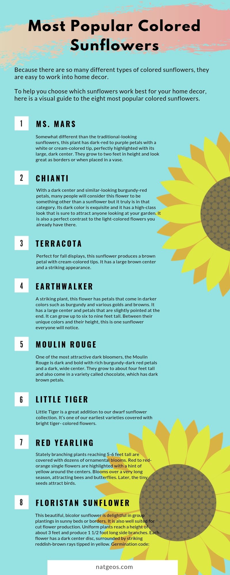 Most Popular Colored Sunflowers