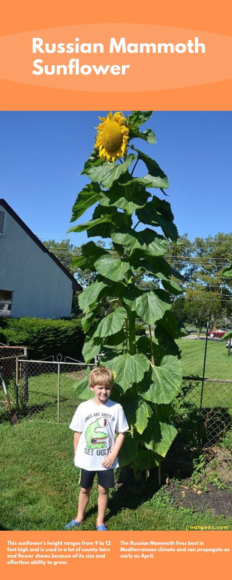 Russian Mammoth Sunflower