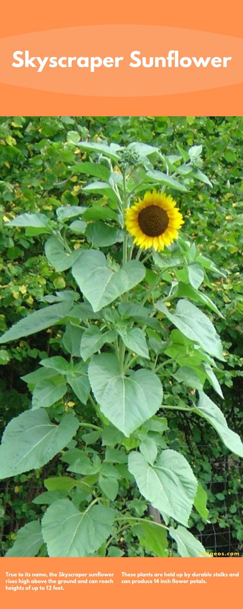 Skyscraper Sunflower