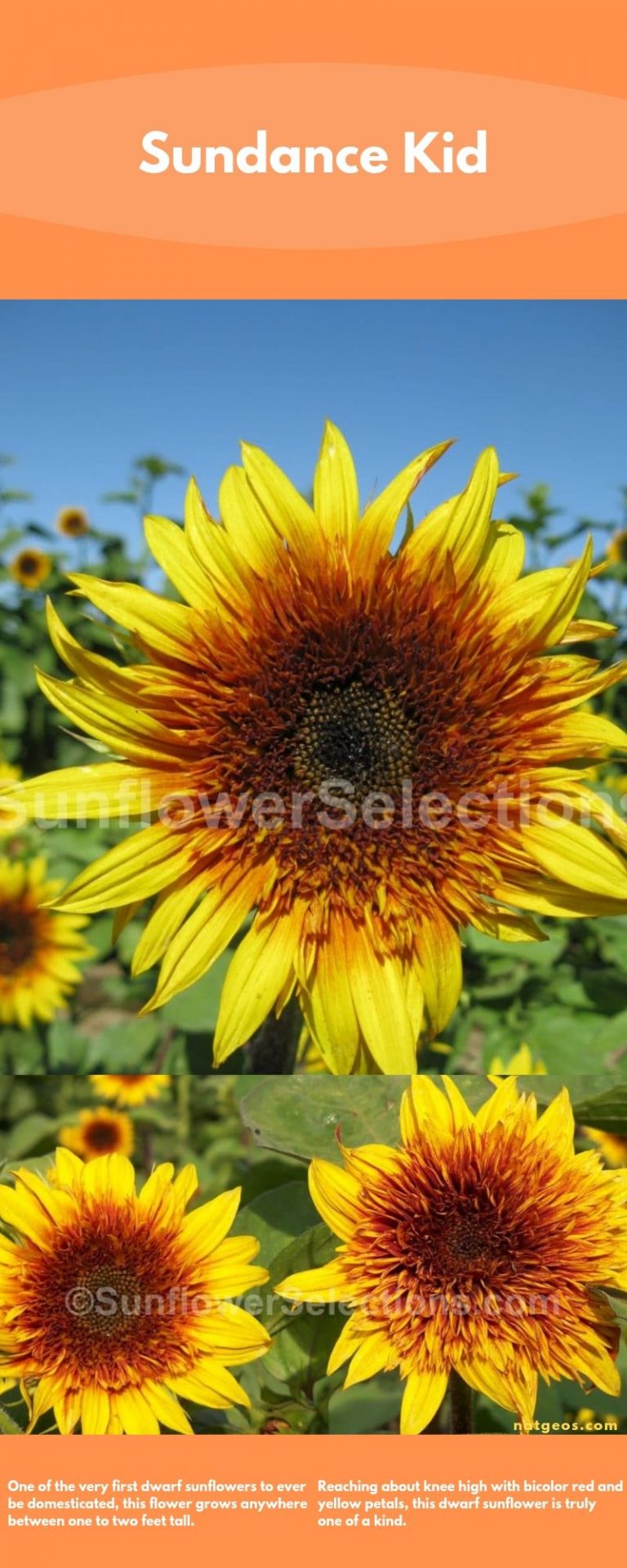 Different Types of Sunflowers Varieties (With Photo) - Natgeos