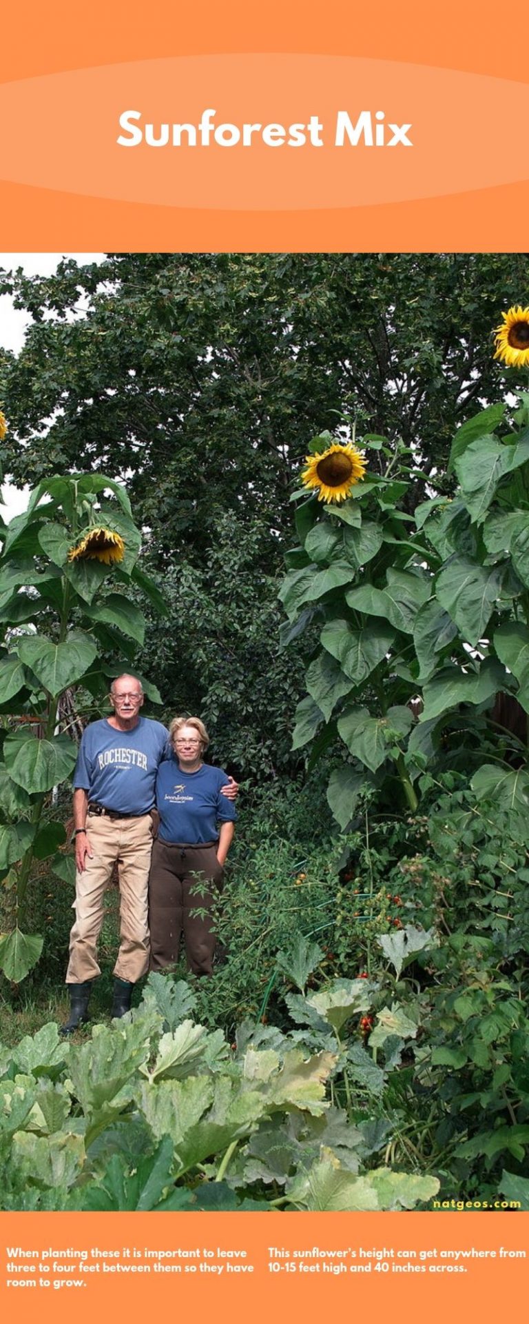 different-types-of-sunflowers-varieties-with-photo-natgeos