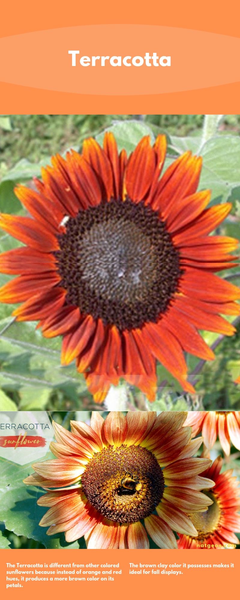 Types of Sunflowers; Terracotta