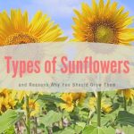 Types of Sunflowers