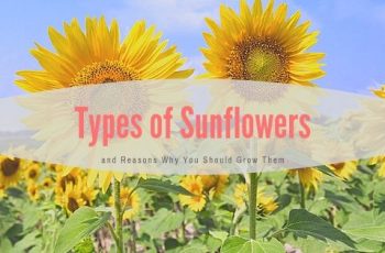 Types of Sunflowers