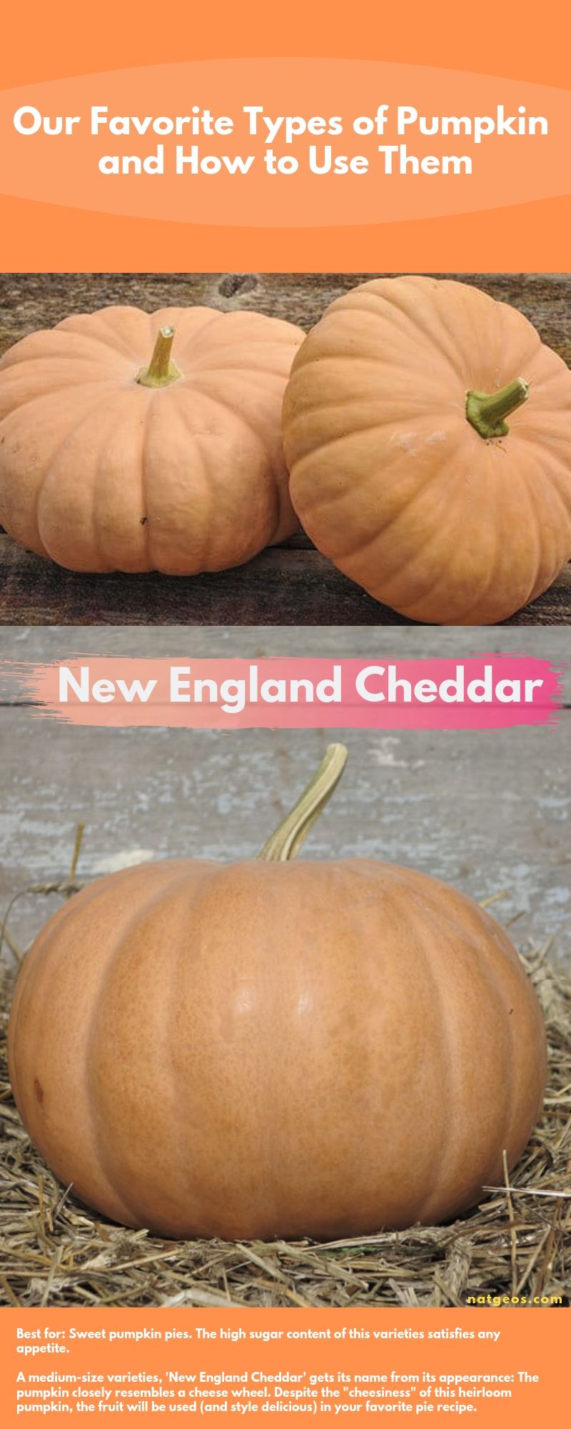 Our Favorite Types of Pumpkin and How to Use Them; New England Cheddar