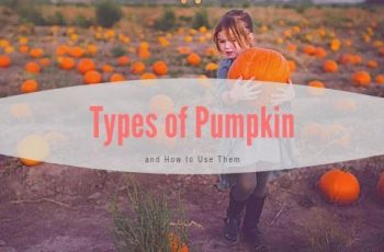 Types of Pumpkin