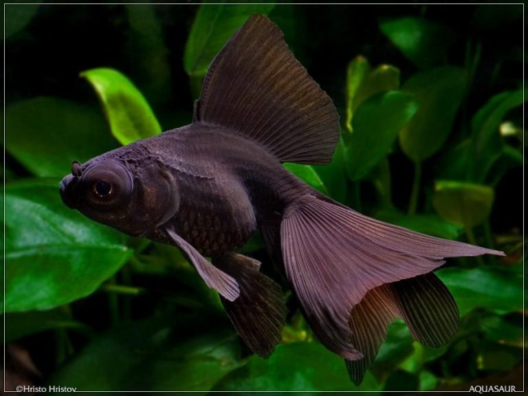 size of telescope goldfish