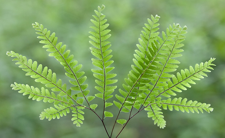 Adiantum pedatum aleuticum