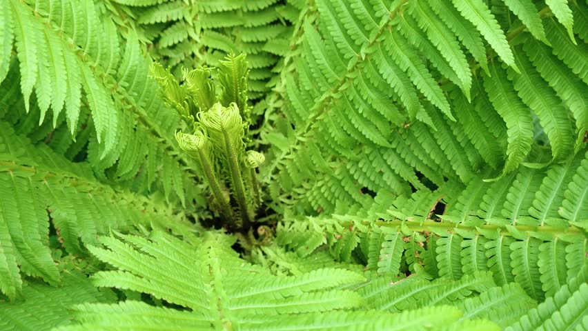Ancient fern