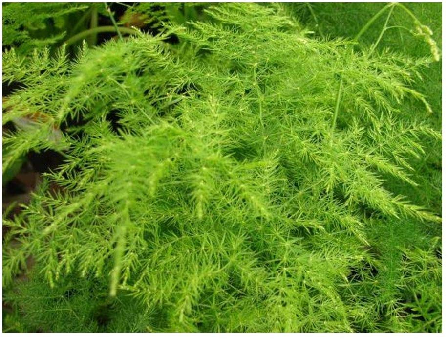 Asparagus fern