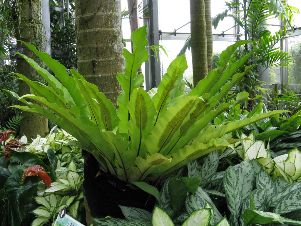 Birds nest fern