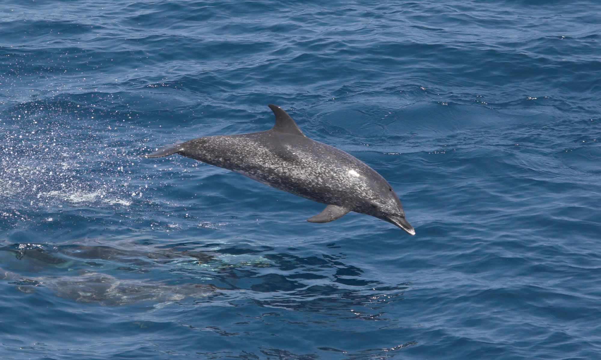 Atlantic spotted dolphin