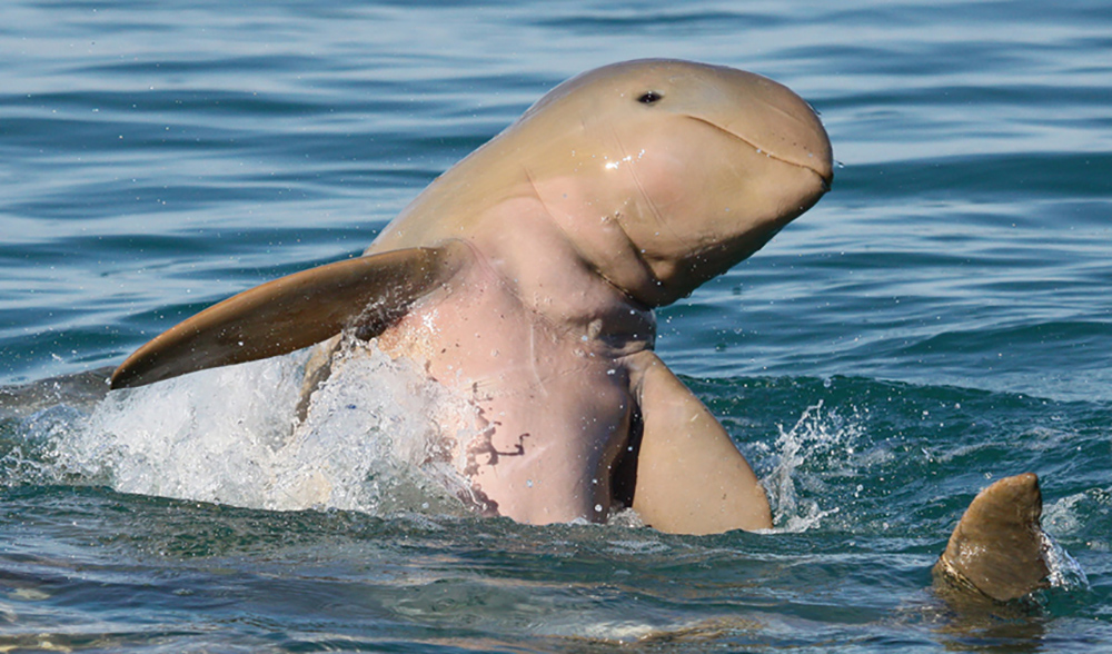 Australian snubfin dolphin