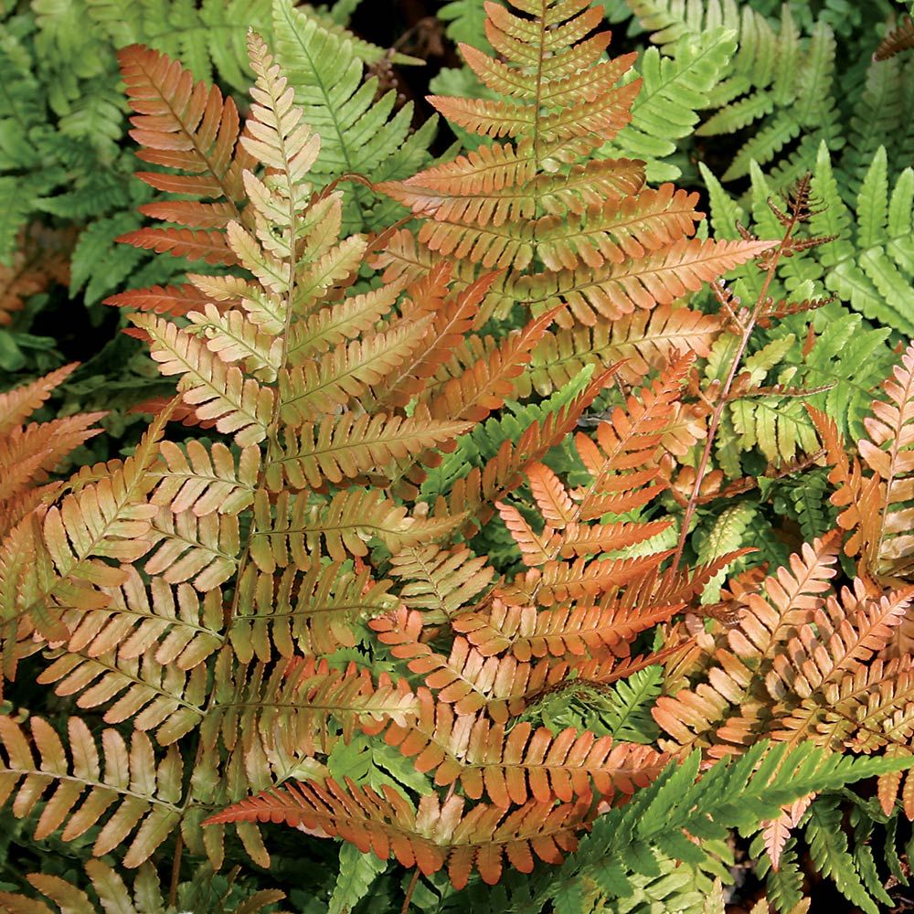 Autumn fern