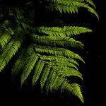 boston fern