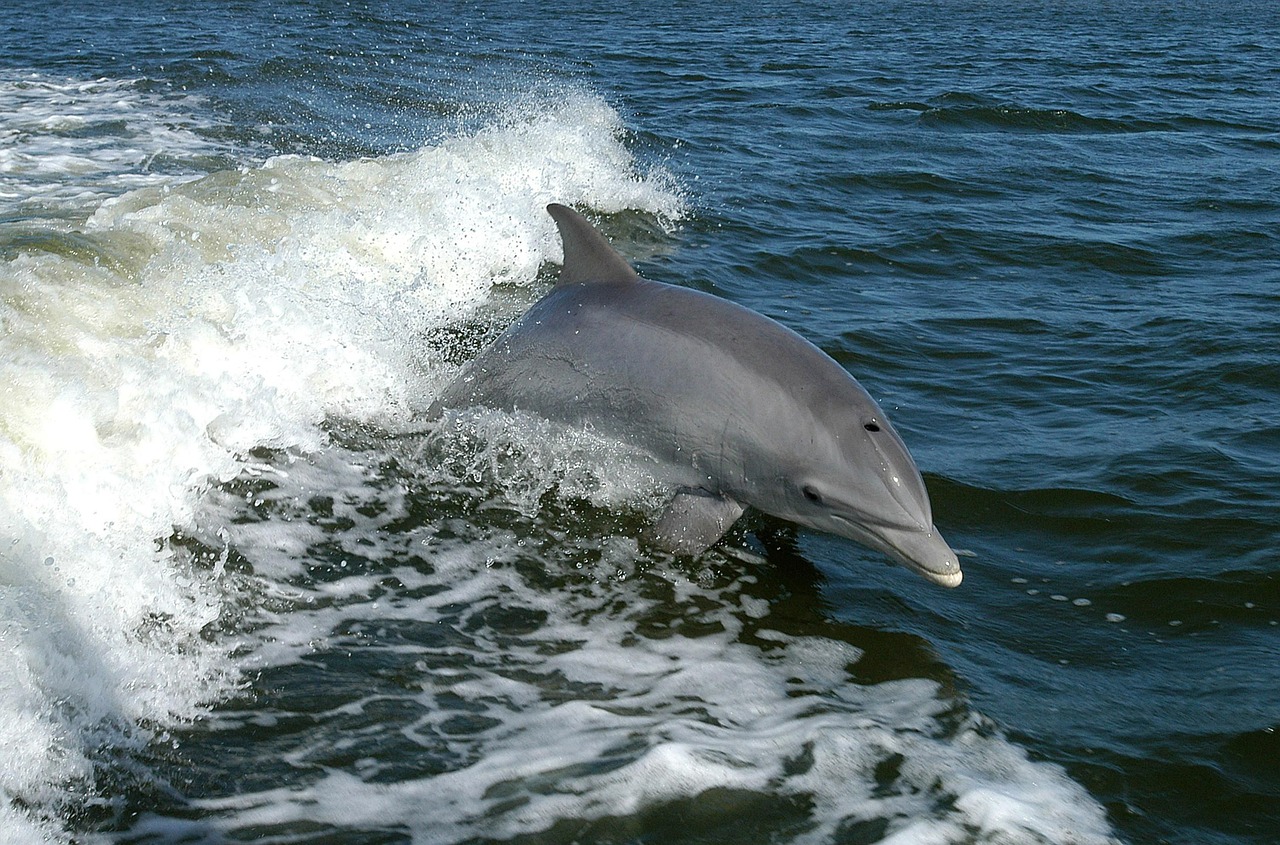 The Different Types Of Dolphins - Fact, And Information - Natgeos