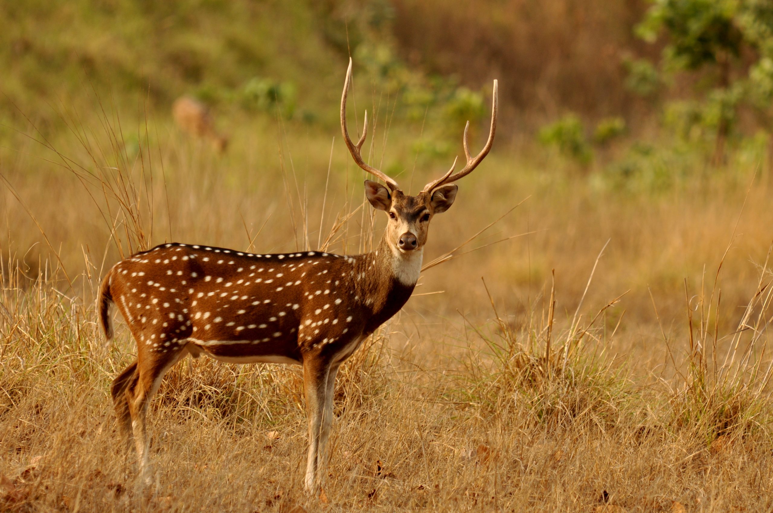 Chital (cervus axis or axis axis)