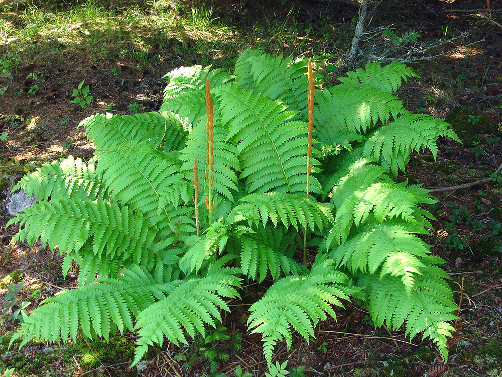 Cinnamon fern