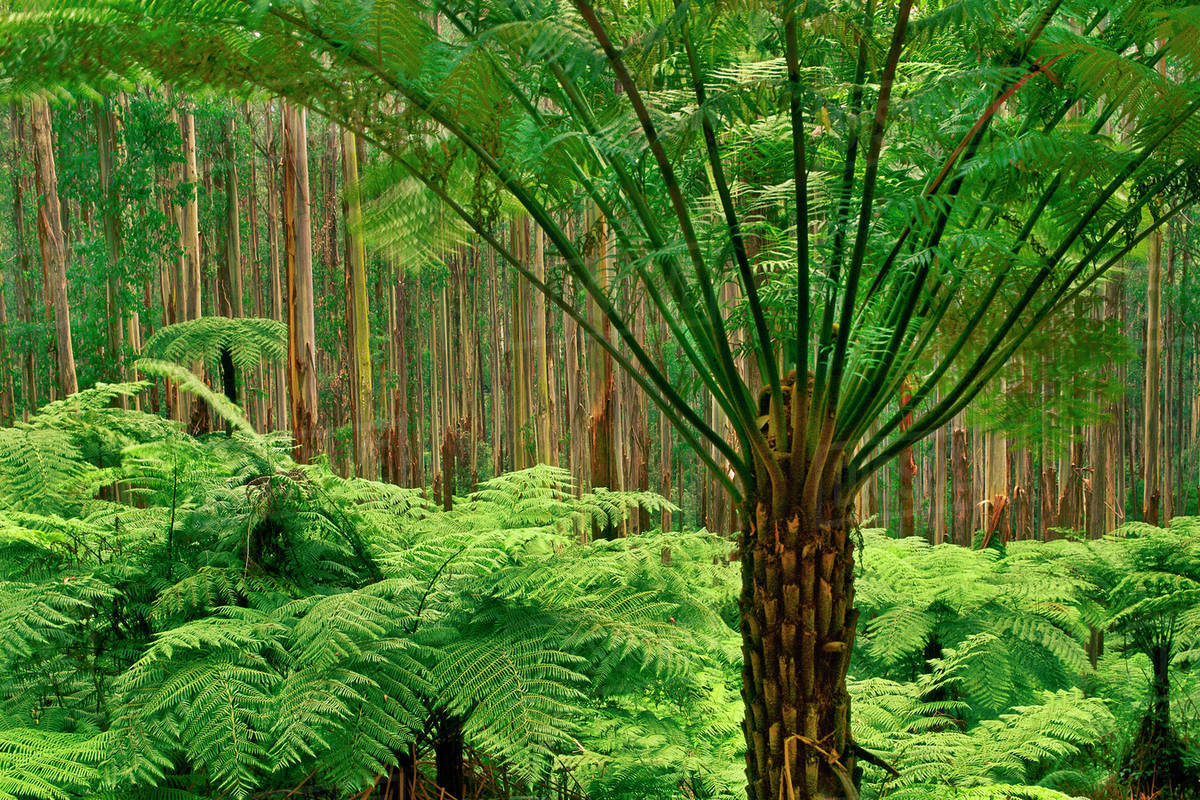 Australia tree fern