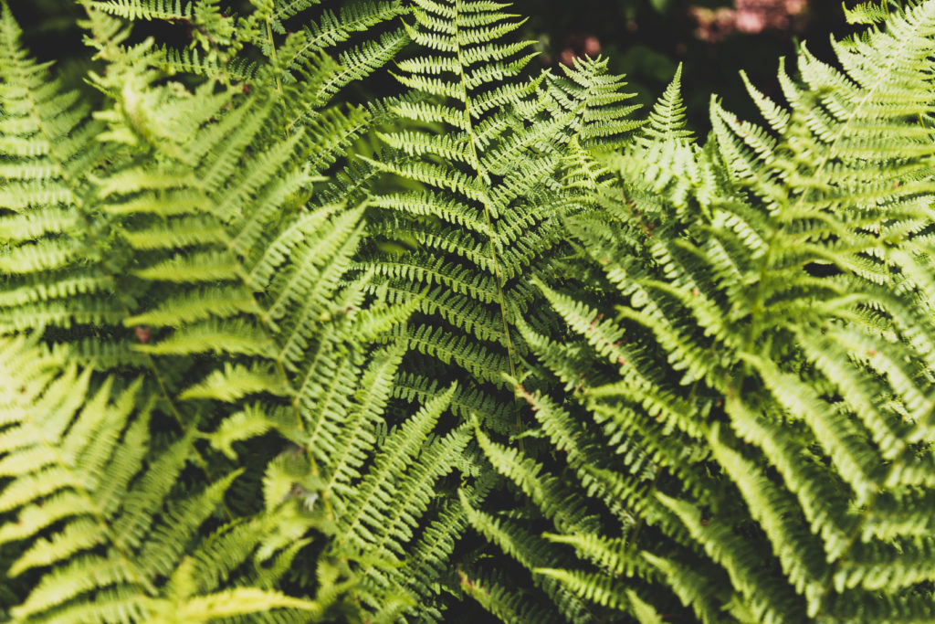 Eagle fern