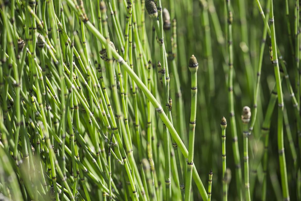 Horsetail fern