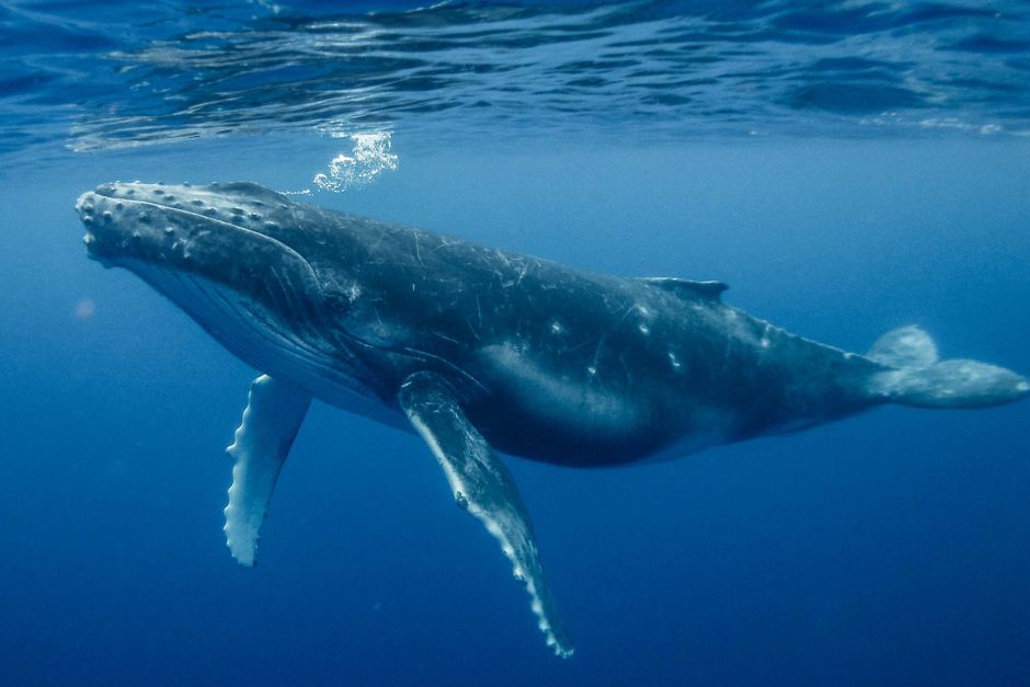 Humpback