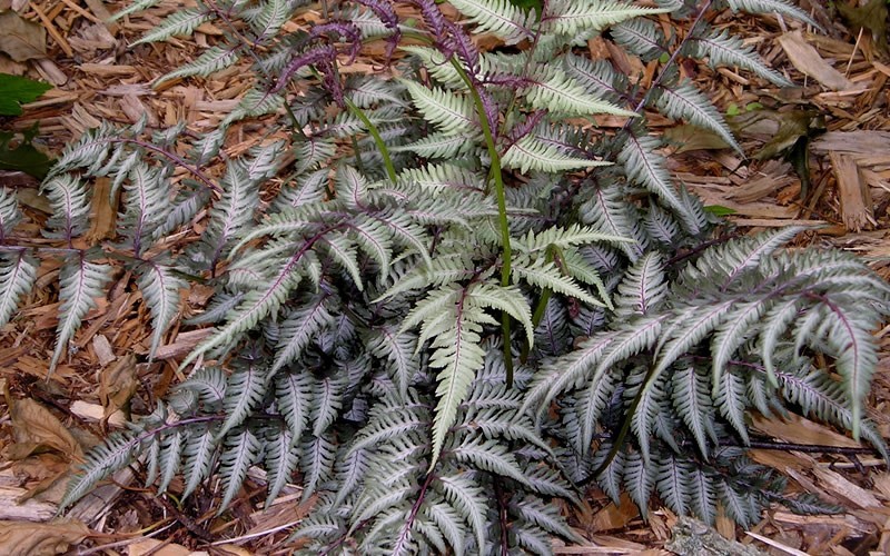 Japanese painted fern